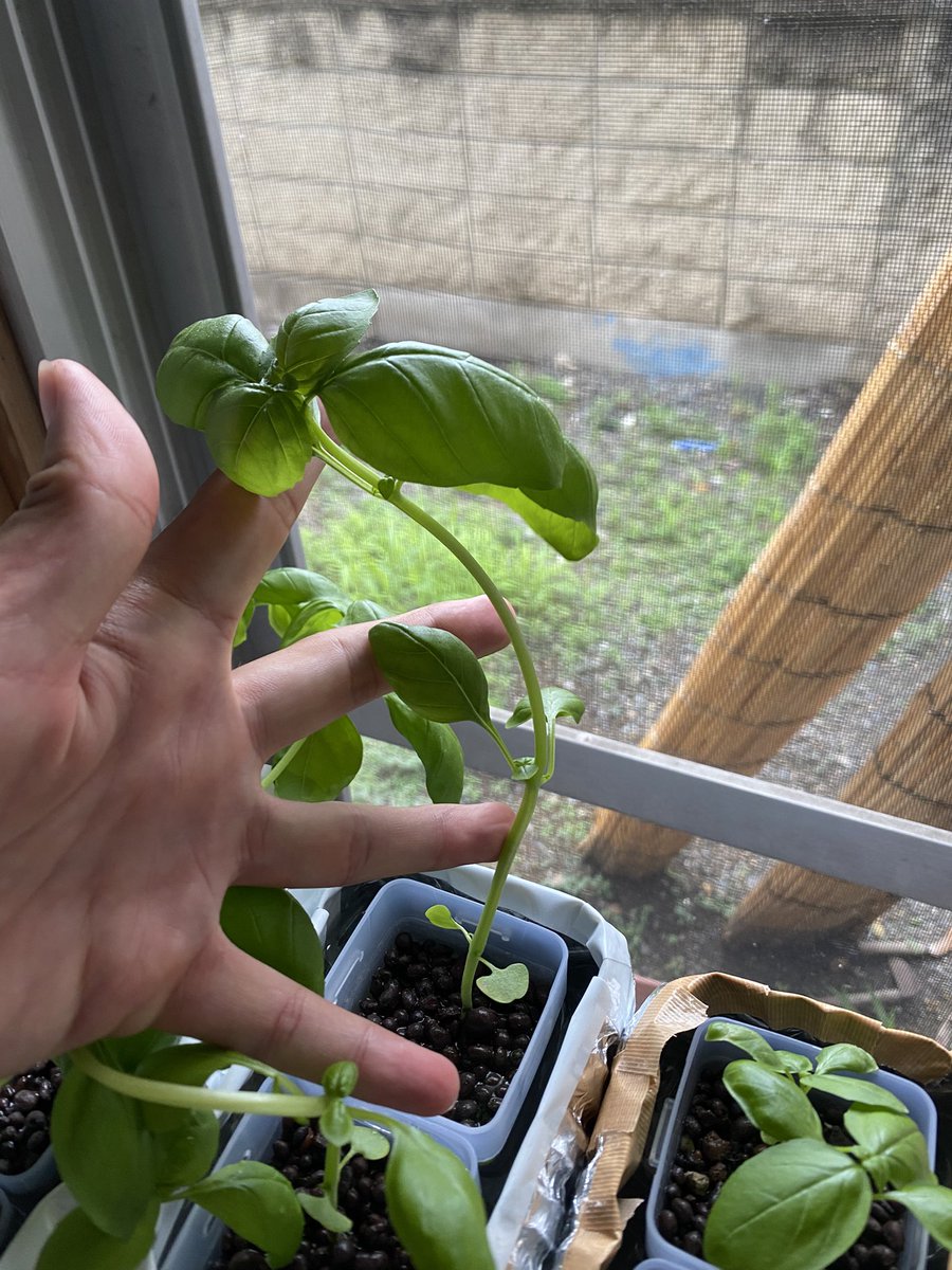 なんかバジルが凄い徒長してる気がするんだけど何故だ？？
脇目が生えてきた時点でちょんぎっても良いのかな？

#バジル　#家庭菜園