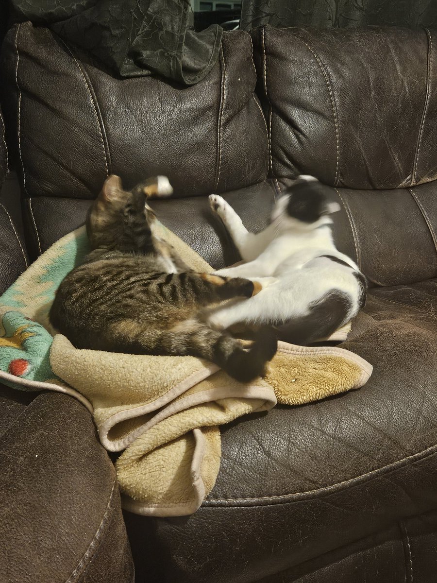 saima76's tweet photo. @rickygervais My mimi and oreo https://t.co/KG6Kcjr02x