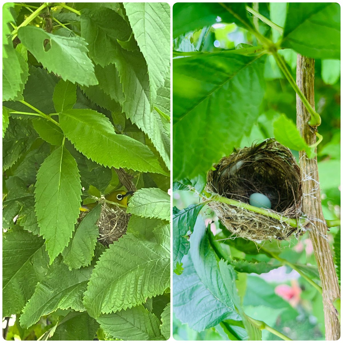 “In the heart of green, life quietly begins — a tiny home, a promise of tomorrow.” 🪺💚

#PeacefulNature
#उम्मीद_का_घर
