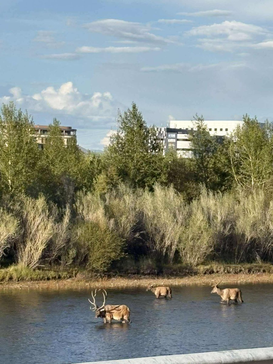 Яг одоо туул голд