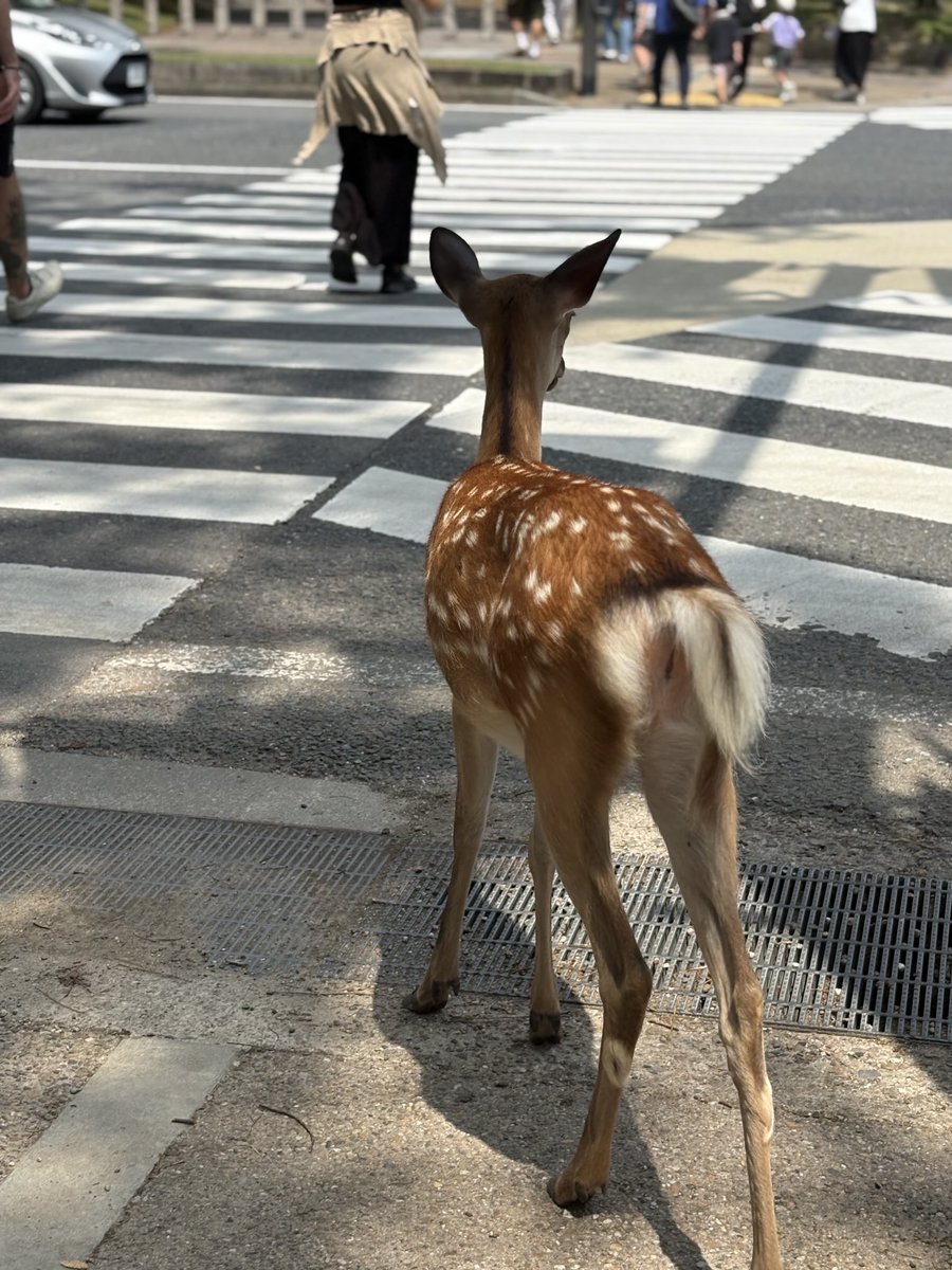 Preparat per passar el pas de vianants 🦌