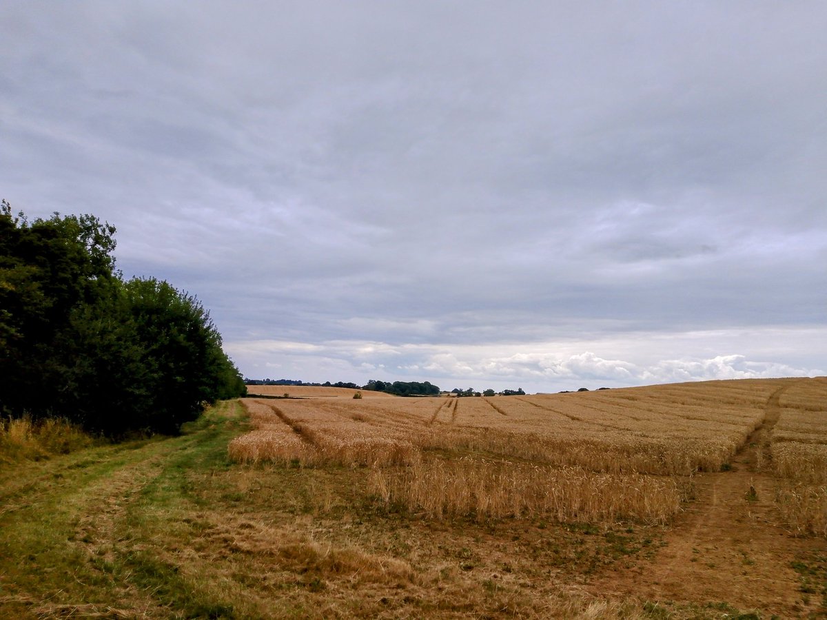 phil0073's tweet photo. By #RocklayHill , looking at the woodlands strip from #SpinneyLays heading for #RyeCroft . #PhilOnaBike #FridayFields #FaxtonFields #clouds https://t.co/LLZZIrg19Y