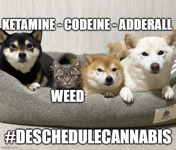 freedomisgreen's tweet photo. 10/ De-scheduling cannabis means removing it from the Controlled Substances Act entirely. 

Not a huge ask since alcohol and tobacco were NEVER in the CSA.

The US House passed the MORE Act in 2021, and descheduling is a core action of the bill. https://t.co/YysFkDR4kJ
