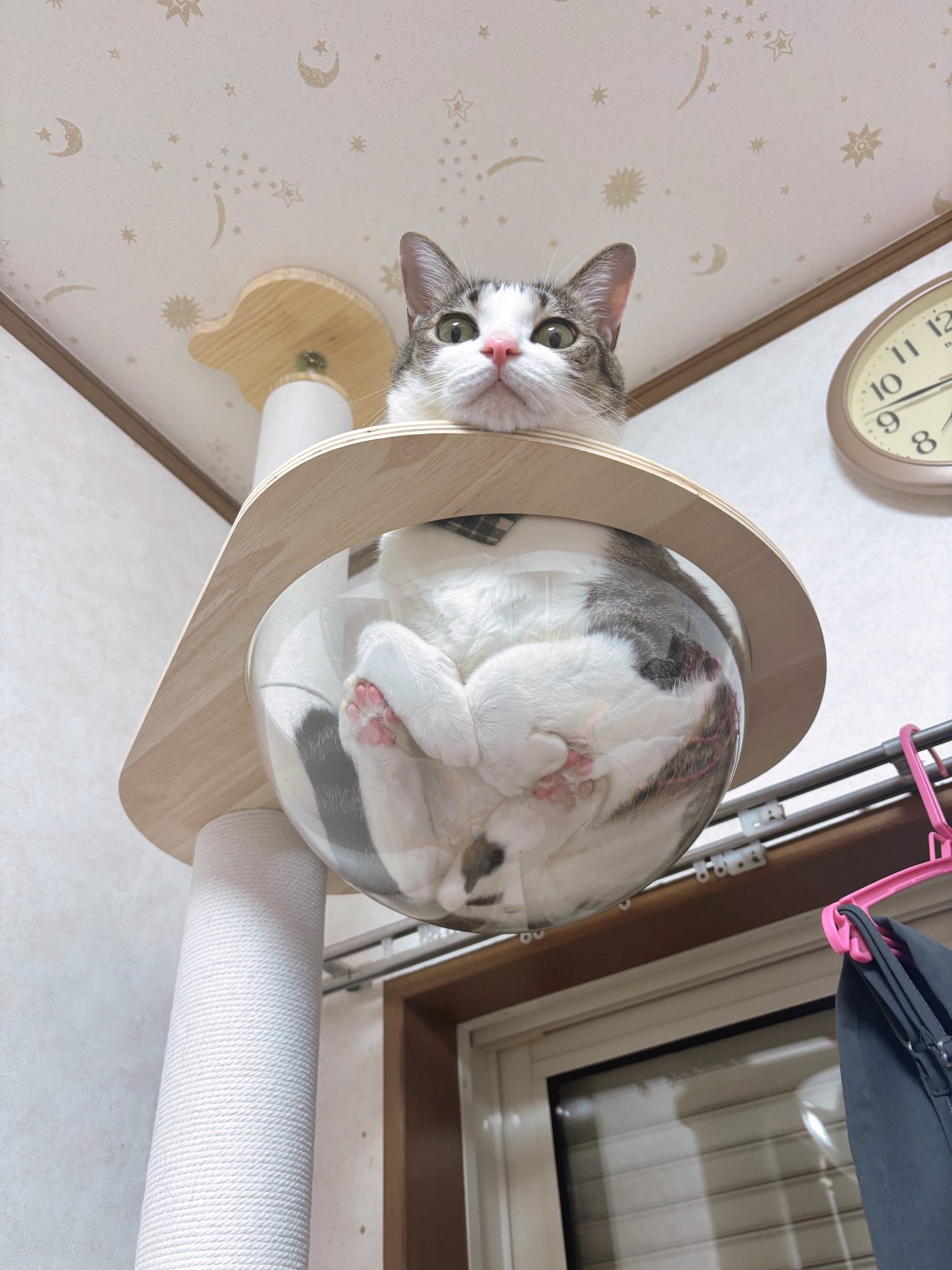 まるねこ まるねこ🐈🐈‍⬛ (@marunekoBJJ) / X