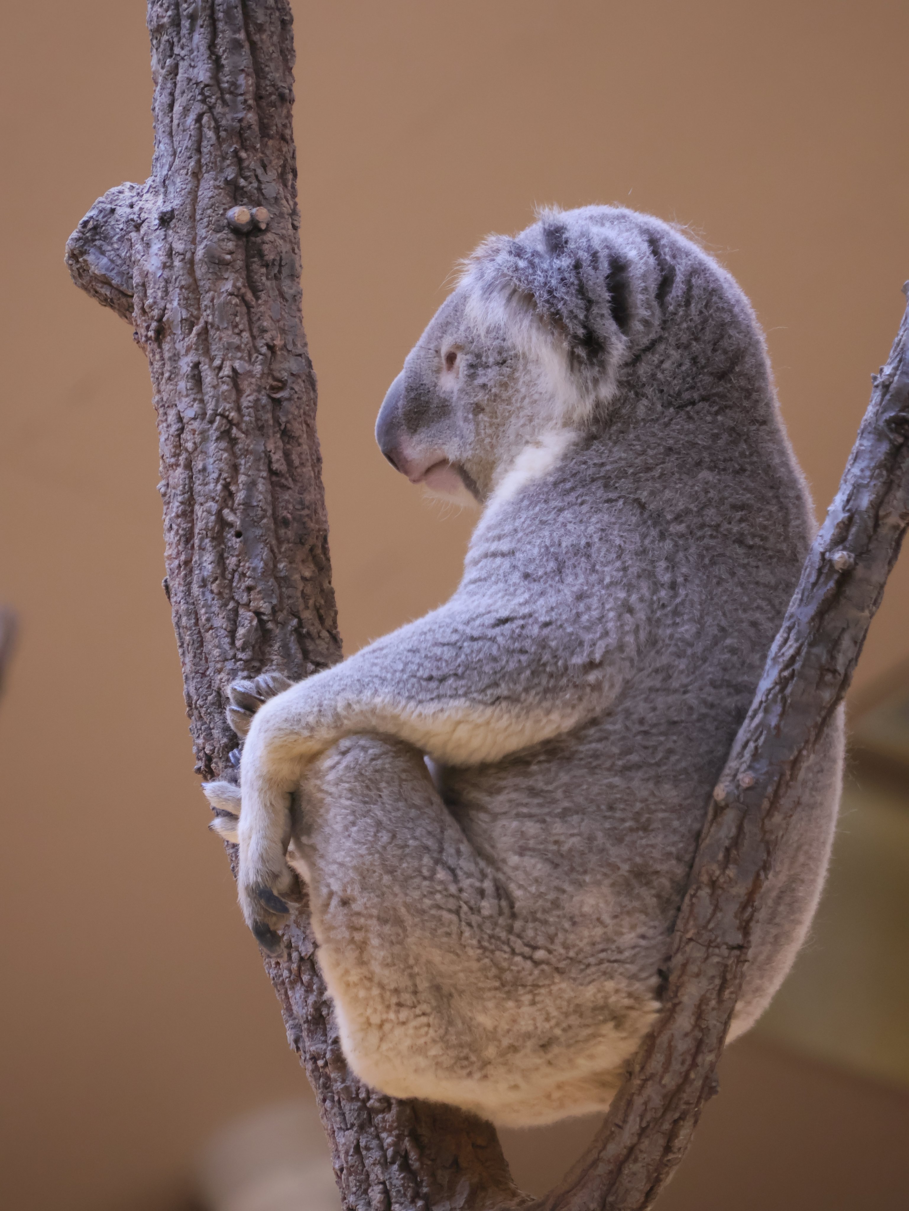 コアラさん専用 親子でむしゃむしゃしてました🐨💖🐨💐🌿 20250711 🙅‍♀️無断