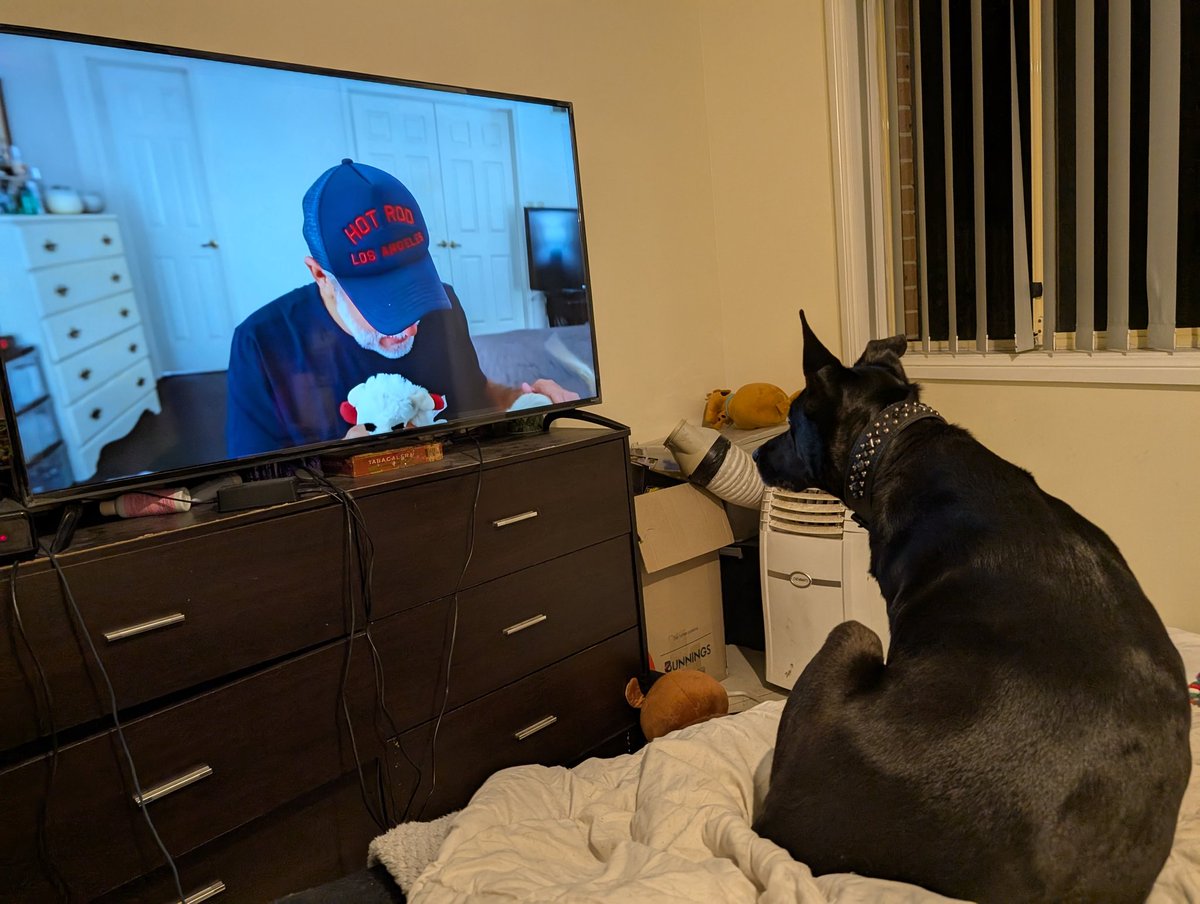 Iambec3's tweet photo. My dog Kylo watching @petermonn #puppyhaul video. He even went n got his toy 2 show.  #dogs #dog #puppies #doghaul https://t.co/e0fkI9nr9U