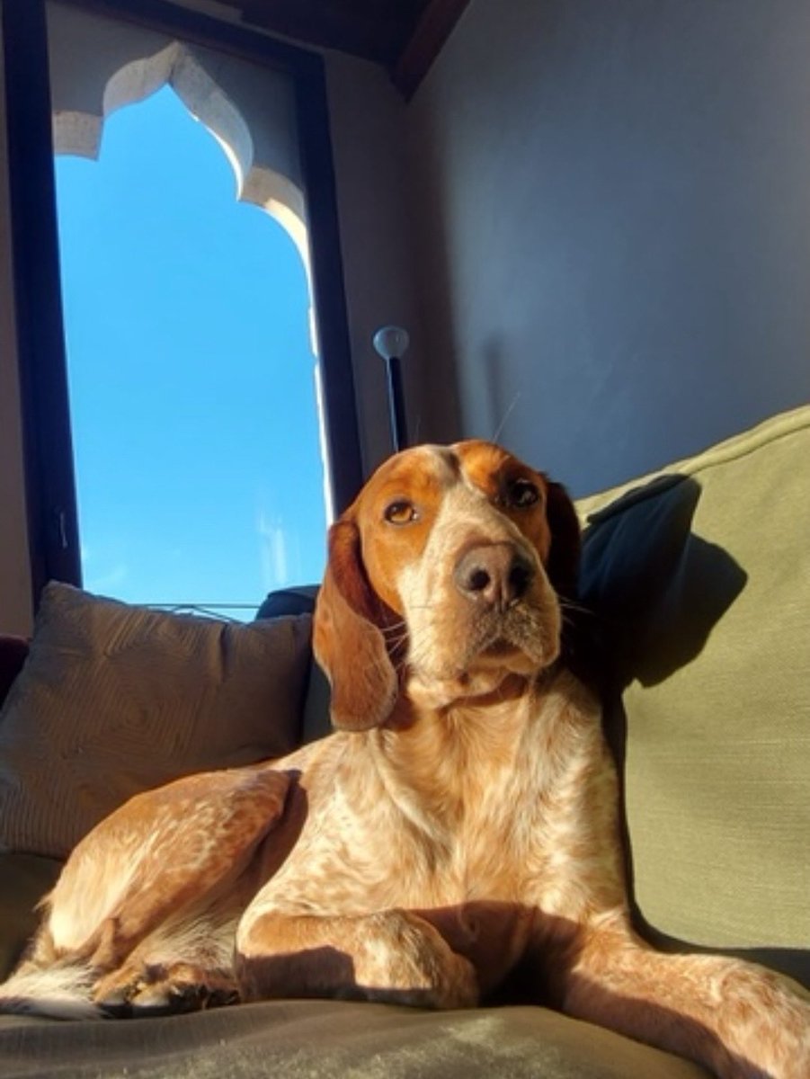 diogomainardi tweet media