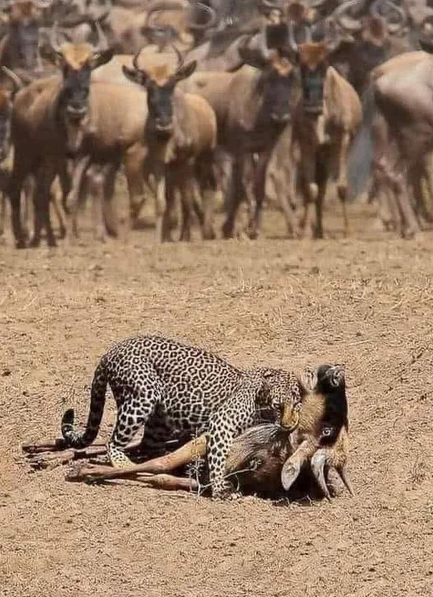 Muktar Nor Ayanle 🇸🇴 tweet media