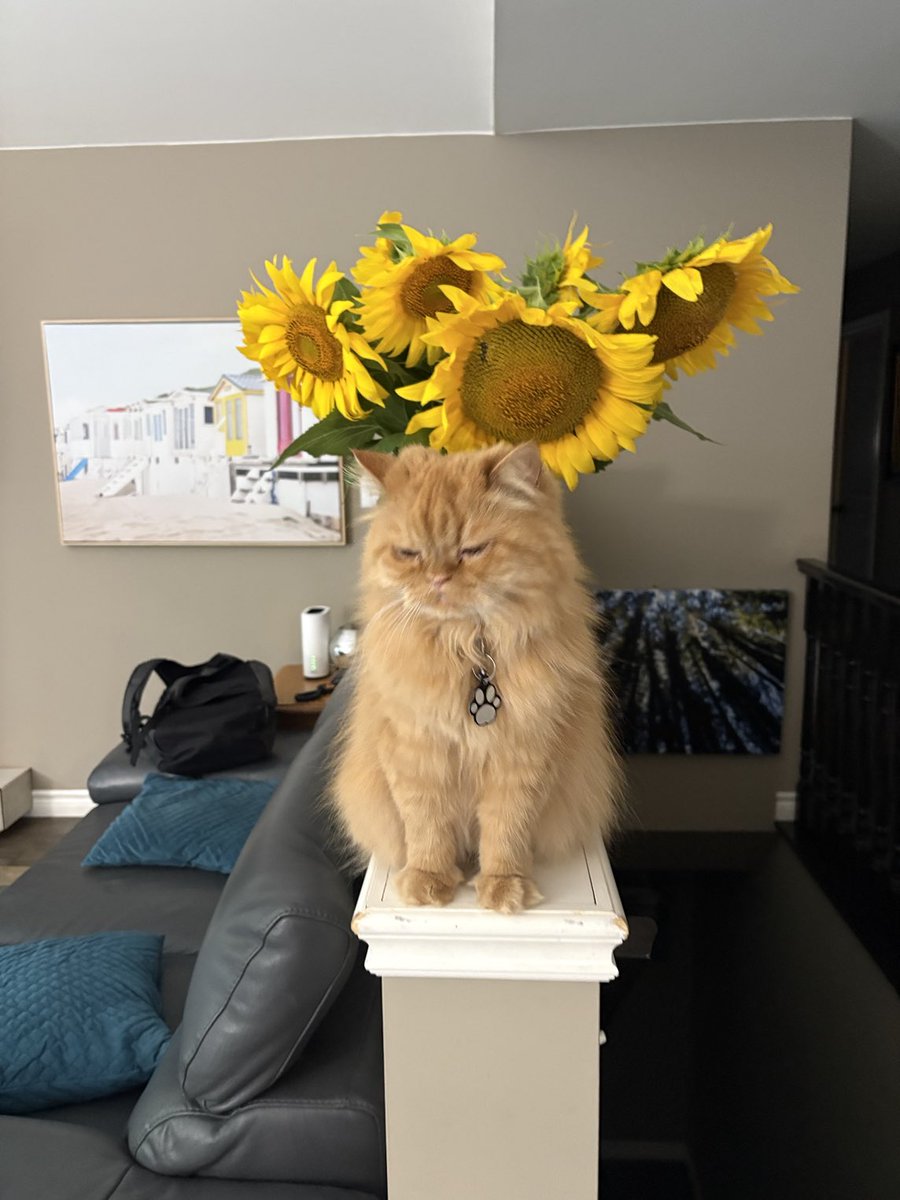 Harvested some sunflowers for everyone to enjoy at home from our plots at the Hensall location.