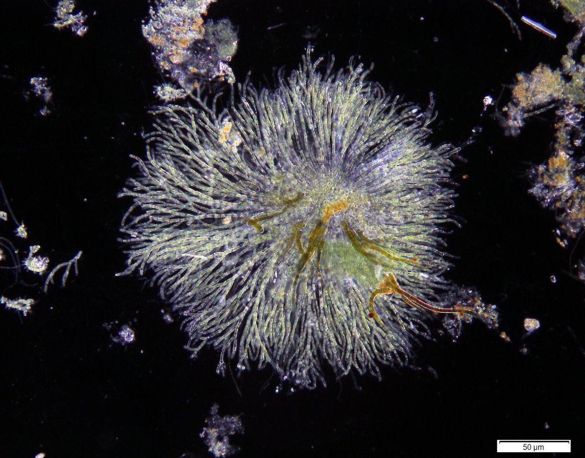 ヨシに着生している寒天質の藻
Chaetophora sp. のようです