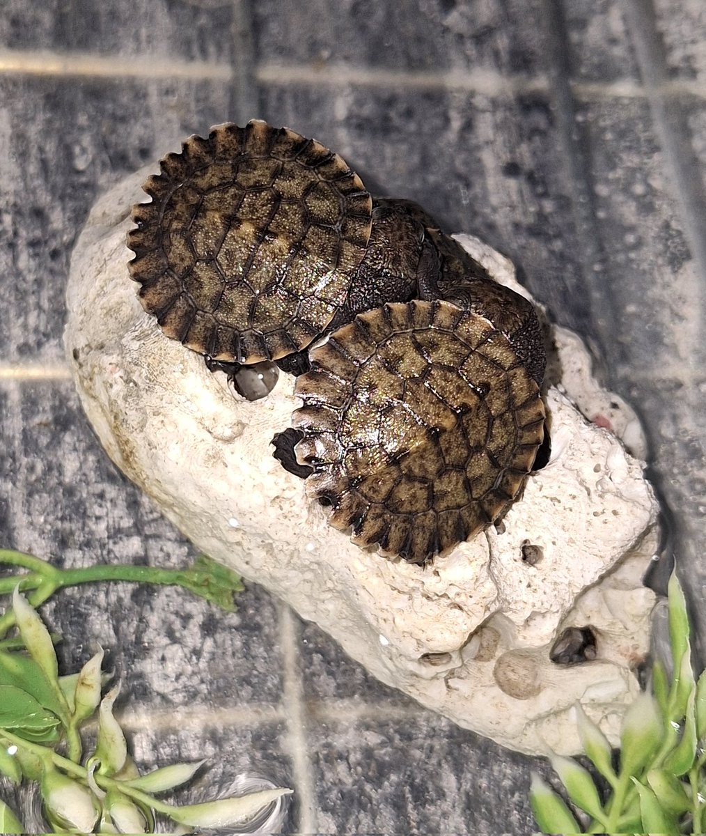 XABCDEFZ's tweet photo. 自家繁殖

#Myuchelyslatisternum
#Myuchelys 
#latisternum
#ノコヘリカブトガメ https://t.co/STv1lxncag