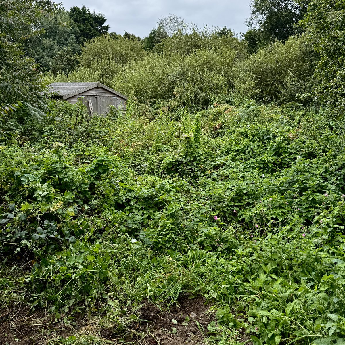 sarahmcquaid's tweet image. -&amp;gt; uncovered a 2nd set of #stonesteps down to lower #garden with a long curving bed extending all the way to the strawberrries I planted back in April 2024 beside the other steps. I’m hoping I can clear rest of the #overgrowth blocking my access to shed in final pic before -&amp;gt;