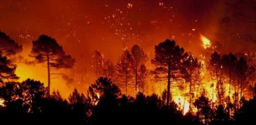 Pérdidas humanas, gente sin hogar, nuestros montes, nuestra vida salvaje y doméstica, nuestra naturaleza, mucha pena y mucha tristeza 😢😢😢
Ánimo a todas las zonas afectadas de España y un fuerte aplauso a todas y todos los valientes que se juegan la vida en la extinción 💪👏