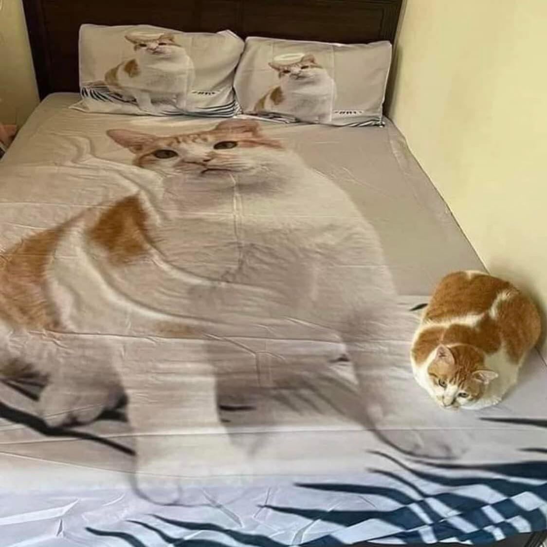 Punch Cat (@punchingcat) on Twitter photo 