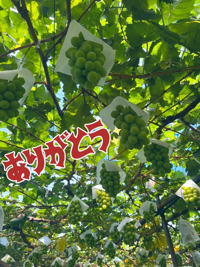 2100housekibako's tweet photo. １５日金曜日２０時より❗️
第二回『ぶどうの宝石箱サブスクリプションサービス』先行予約受付スタート✨

感謝を込めて第344回プレゼントキャンペーンをＸ＆Instagramで同時開催します⭐️

🍇応募方法🍇
フォロー＆
このポストをリポスト
〆切は１５日
金曜日２４時まで

ハウスぶどう 初物　
【旬のシャインマスカット 粒　１ｋｇ 】
５５００円相当を❗️

さらに今シーズン何回でも使える
【特別割引チケット】入り🎫

Ｘ５名Instagram５名の合わせて
１０名様に‼️
完全無料でプレゼント🎁✨

〝ここだけの秘密情報〟

【Instagramはまだまだフォロワー数が少ないためＸよりも当選確率UP❗️
さらにInstagram・Ｘでダブル当選もあり得る⁉️】

ぶどうの宝石箱Instagram➡️ https://t.co/LpPhEQCazX

ぶどうの宝石箱サブスクリプションサービスがお得にご予約できるのはぶどうの宝石箱LINE公式だけ➡️ https://t.co/0f4CoowVsD