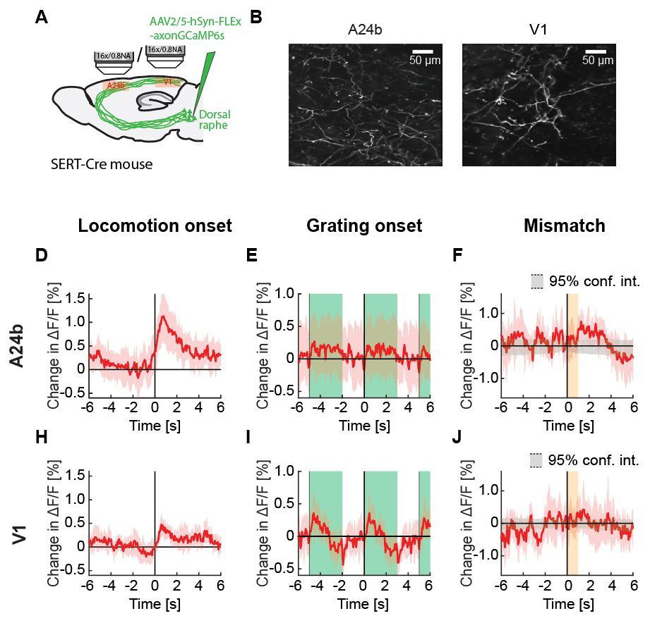 Now published in Peer Community Journal, #neuroscience section: Activity in serotonergic axons in visuomotor areas of cortex is modulated by the recent history of visuomotor coupling 
buff.ly/A5cyxmU