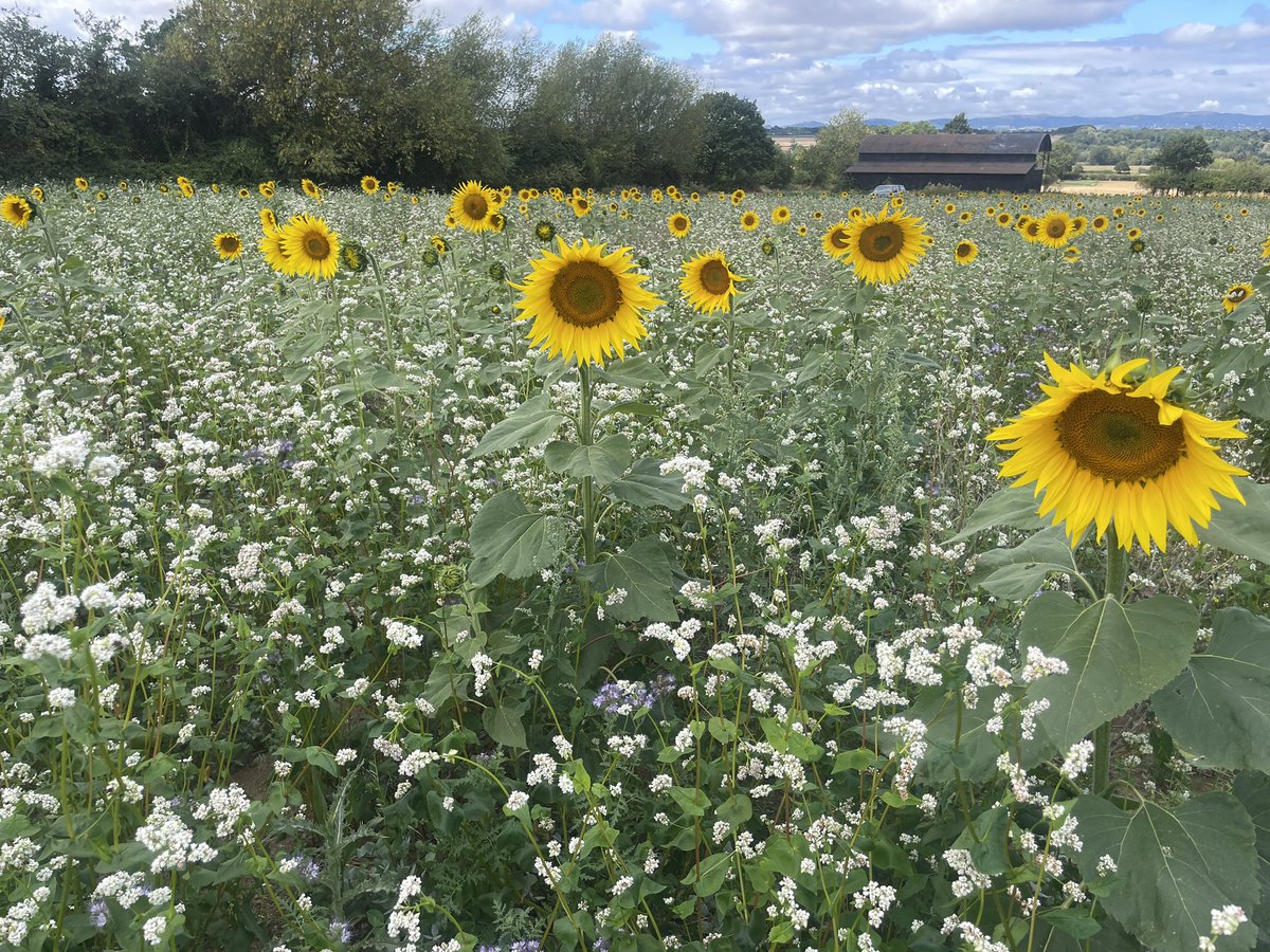 No1FarmerJake's tweet photo. Considering we’re in a drought this has done quite well - NUM3 (legume fallow). What practically have you done today for nature @SteveReedMP? Please tag, share and ask…#natureschoice
#ourchoice https://t.co/iui2RNdDPI