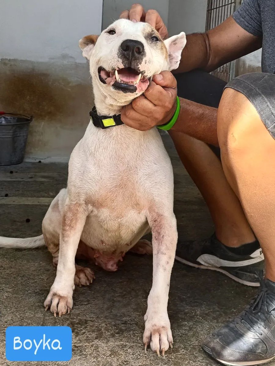 #Murcia
#BOYKA solo tiene 7 años y ha pasado por mucho. La pobre , ya ha superado un cáncer.

Positiva a leishmania. Boyka merece salir de donde está y pasar el resto de su vida siendo cuidada y muy querida.

Puede viajar.
Contacto; 682 30 89 58