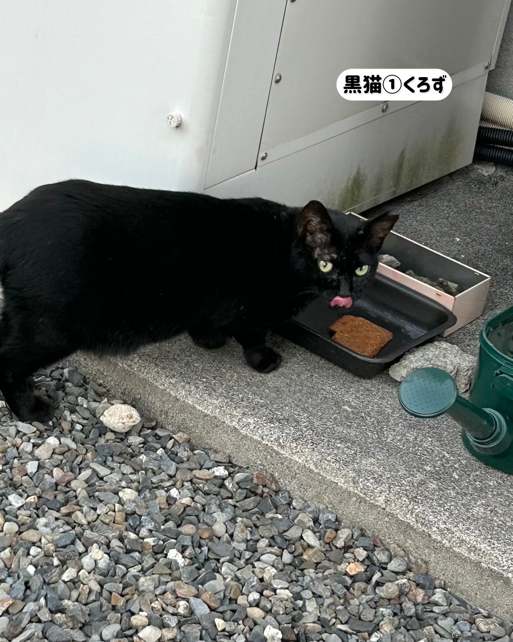 ねこ AFRICANSQUARE】ネコ オブジェ ソープストーン置物 ポルカドット