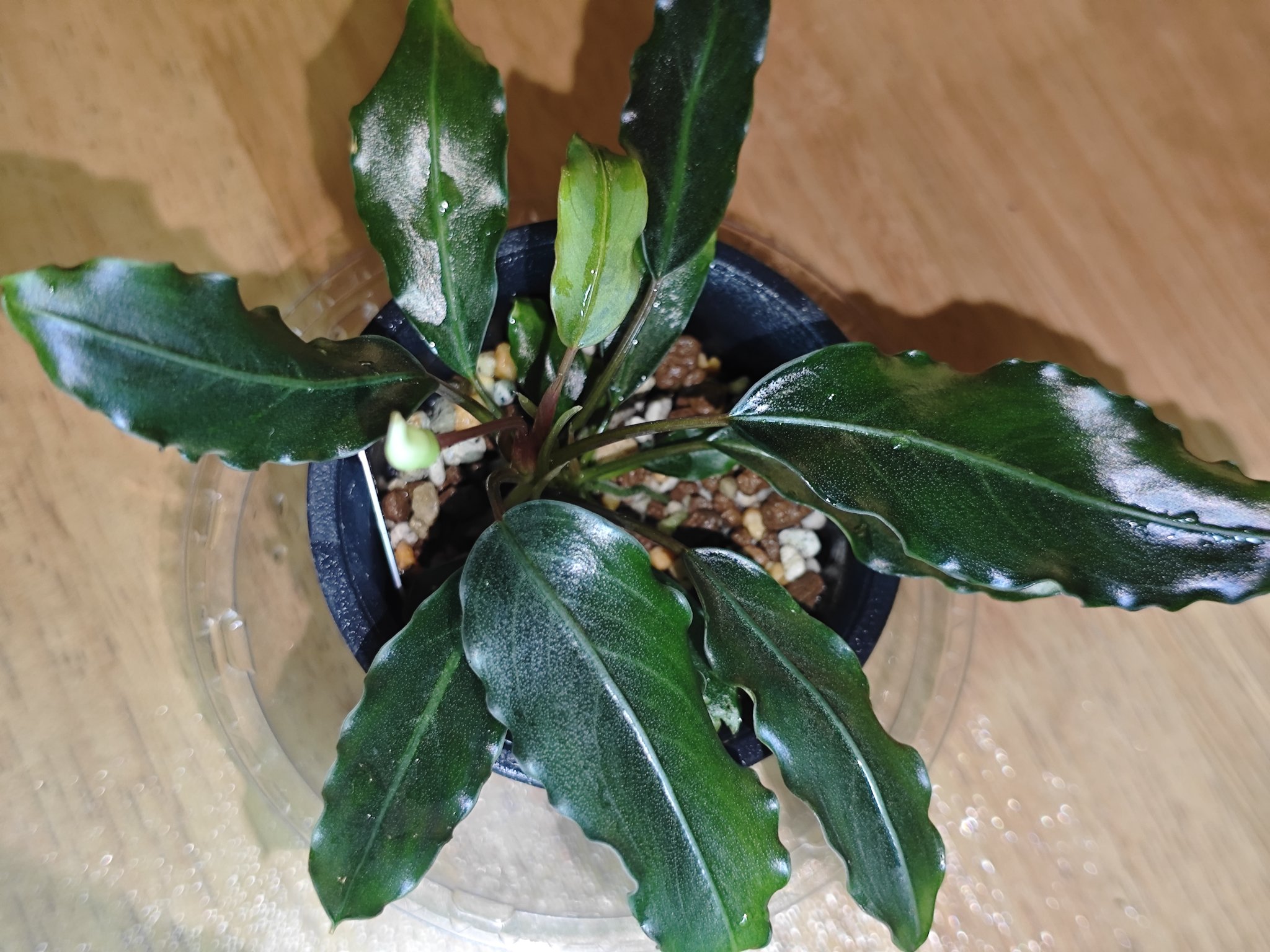 ブセファランドラ - Search / X