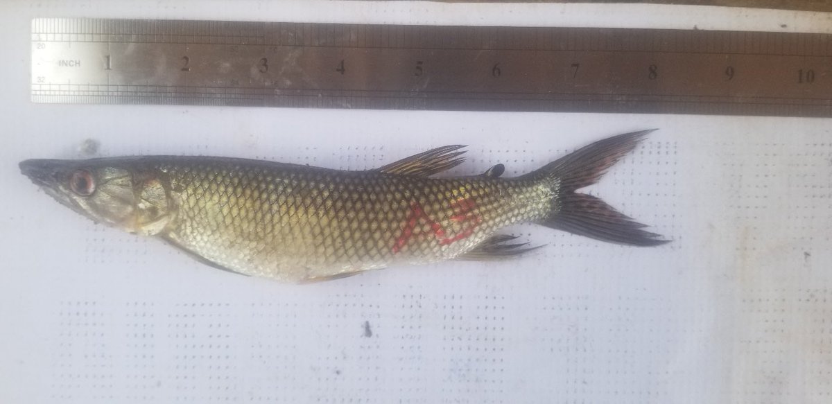 Scientific Name: Hepsetus Odoe
Hepsetus odoe is a predatory African freshwater fish, known as African pike, with an elongated body and sharp teeth for hunting smaller fish.

#Africa #Fish #Biodiversity #fish #aqua #negeclab