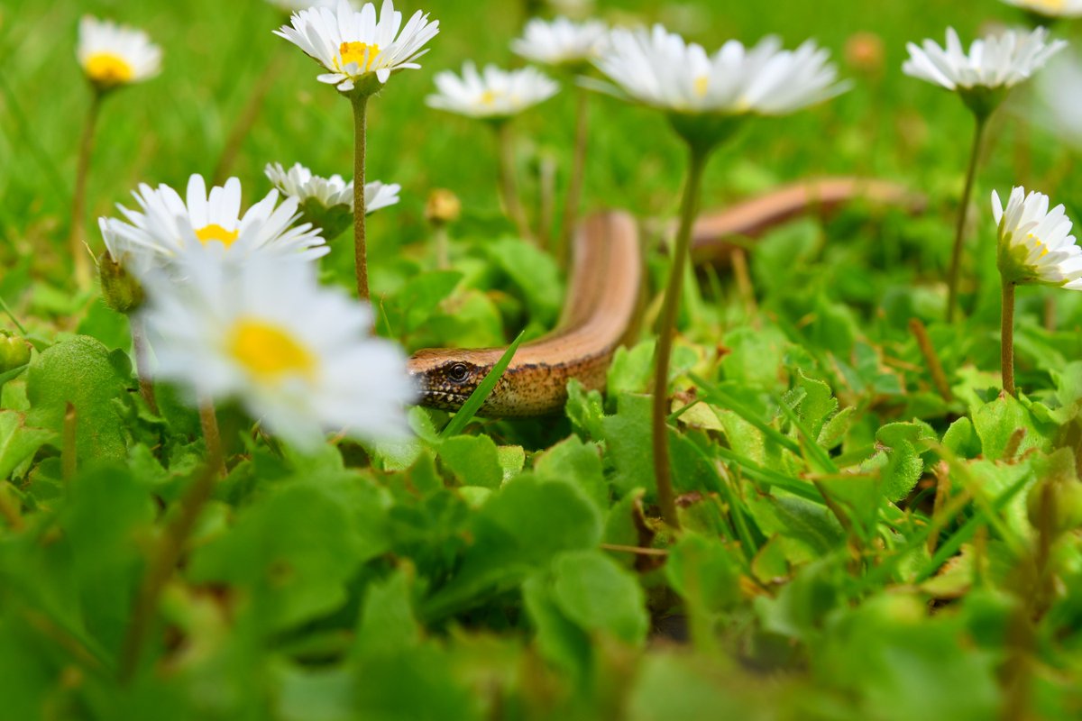 🦎 Happy #LizardDay!

🌍From night geckos in Mauritius to sand lizards in Hampshire, BIAZA members are supporting everyone's favourite wingless dragons.

📷
<a href="/PaigntonZoo/">Paignton Zoo</a> 
<a href="/Sparsholt_Coll/">Sparsholt College</a> 
<a href="/DartmoorZoo/">Dartmoor Zoo</a>
@Hanwellzoo