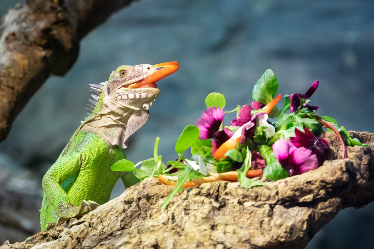 BIAZA's tweet photo. 🦎 Happy #LizardDay!

🌍From night geckos in Mauritius to sand lizards in Hampshire, BIAZA members are supporting everyone's favourite wingless dragons.

📷
@PaigntonZoo 
@Sparsholt_Coll 
@DartmoorZoo
@Hanwellzoo https://t.co/D5agQo93nO
