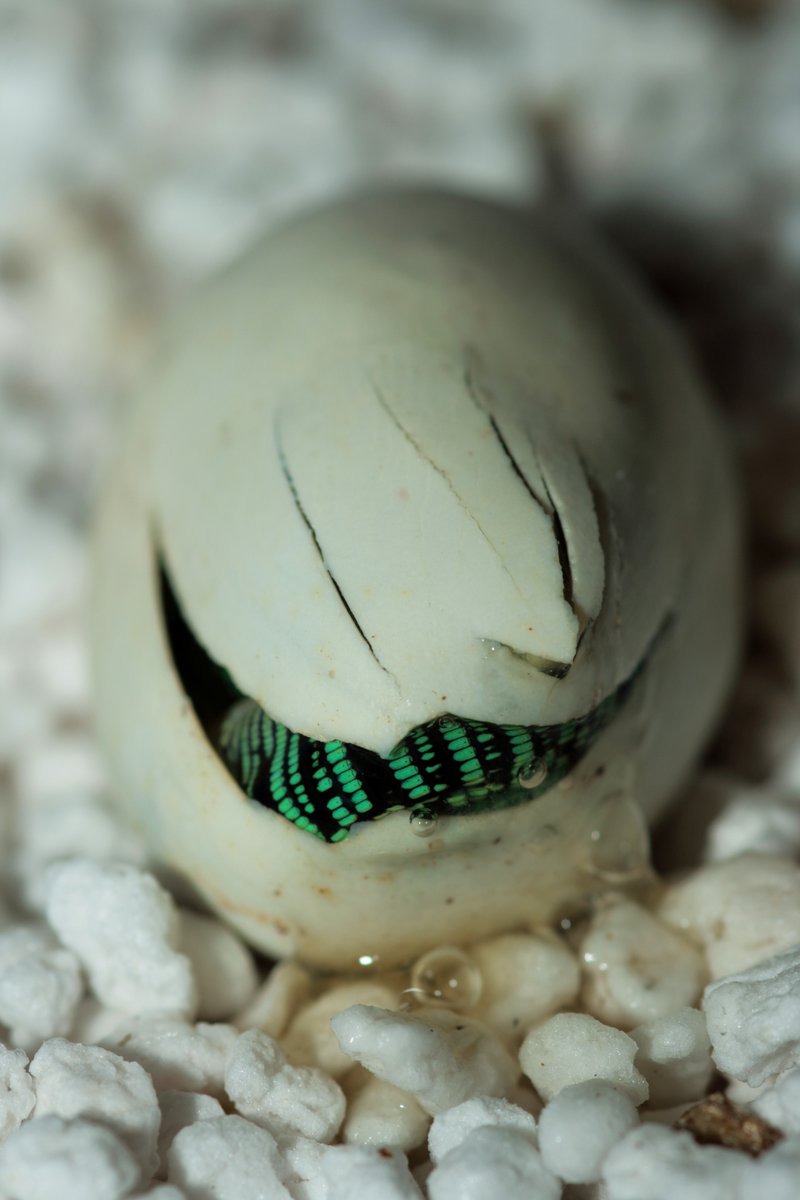 BIAZA's tweet photo. 🦎 Happy #LizardDay!

🌍From night geckos in Mauritius to sand lizards in Hampshire, BIAZA members are supporting everyone's favourite wingless dragons.

📷
@PaigntonZoo 
@Sparsholt_Coll 
@DartmoorZoo
@Hanwellzoo https://t.co/D5agQo93nO