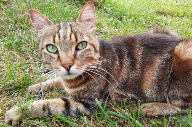 MissingTarn81's tweet photo. 14.08.25 Trouvé chat tigré/marbré/roux à Albi (impasse de la Rachoune). Tél : 07 83 90 15 90 ou oceane.poli@sfr.fr #Tarn https://t.co/x6zTNdcQRs