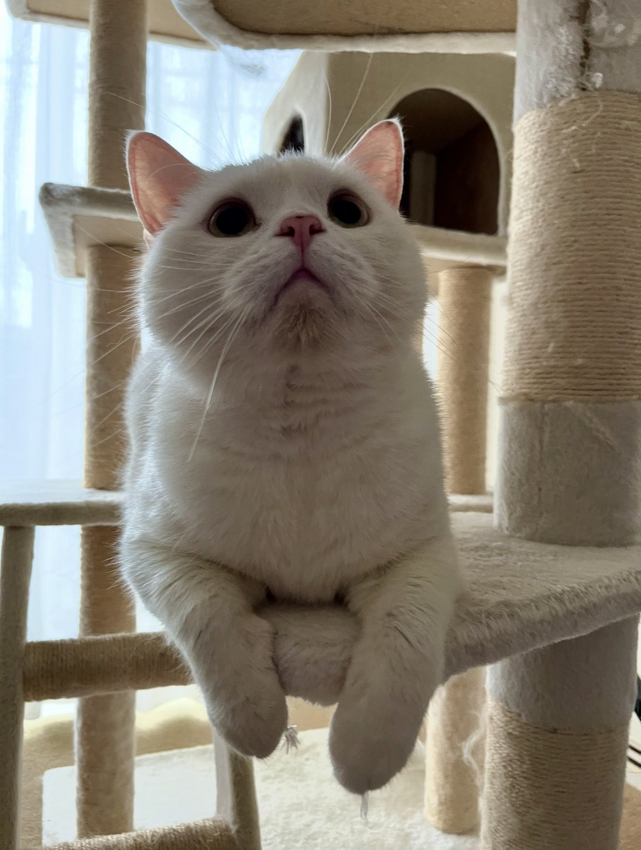 ⭐︎雪丸⭐︎のびねこ大阪【しらんけどー】⑤ ⭐︎雪丸⭐︎のびねこ大阪【しらんけどー】⑤ 雪丸* on X: