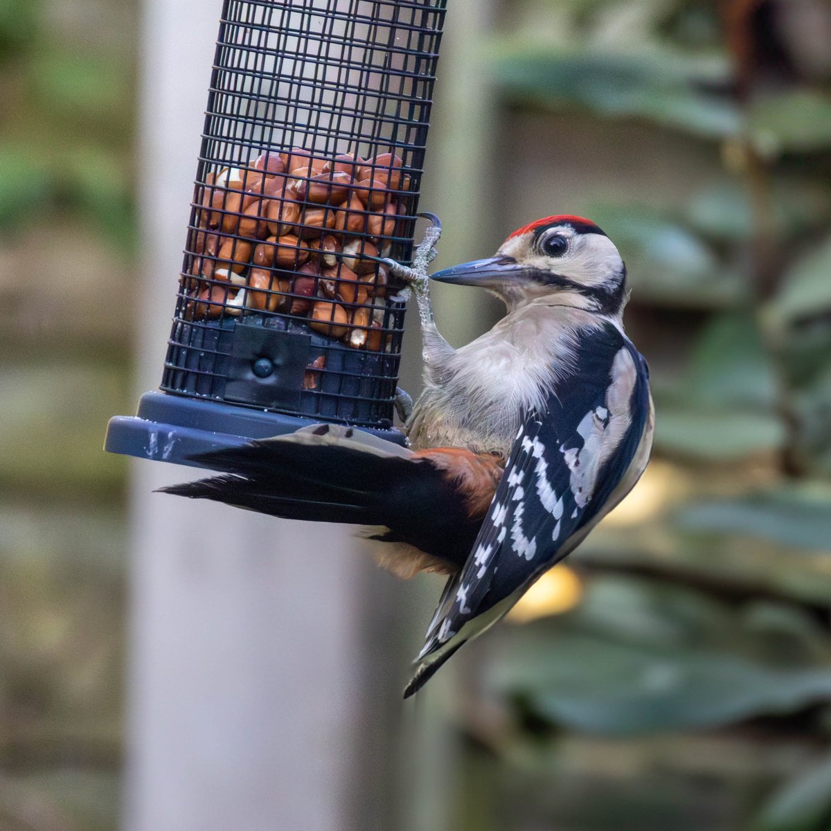 Just pecking around 🐦

Congratulations to this month's #snappybeaks winner, Mark Thornton📸 

Don't forget to enter to win a 12.75kg bag of bird food just for sharing your photo! Use #SnappyBeaks to enter, or send your photos to snappybeaks@happybeaks.co.uk.