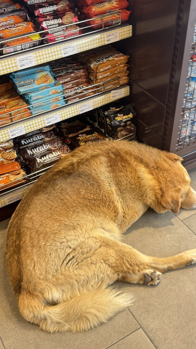 Yeniköy <a href="/Shell/">Shell</a>  insan sağlığını düşündüğünüz için teşekkürler 👏