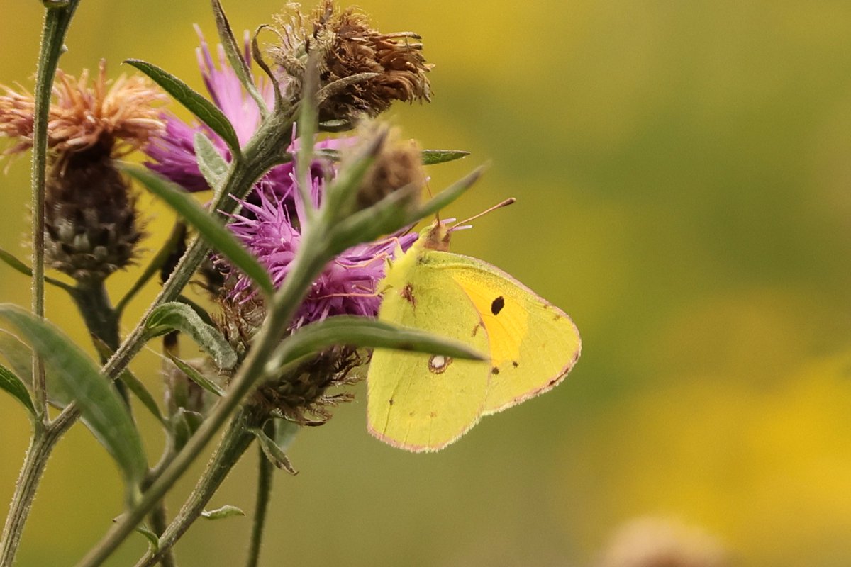 V_R_BirdSpot's tweet photo. 11/8/25 Ripon City Wetlands, Clouded Yellow. the most difficult butterflies to get a photo of, in flight, best so far will try again, Beautiful Butter yellow. @Joebirding @HarrogateNats @Wildlifetrustyorks https://t.co/MLQdWRWk2U