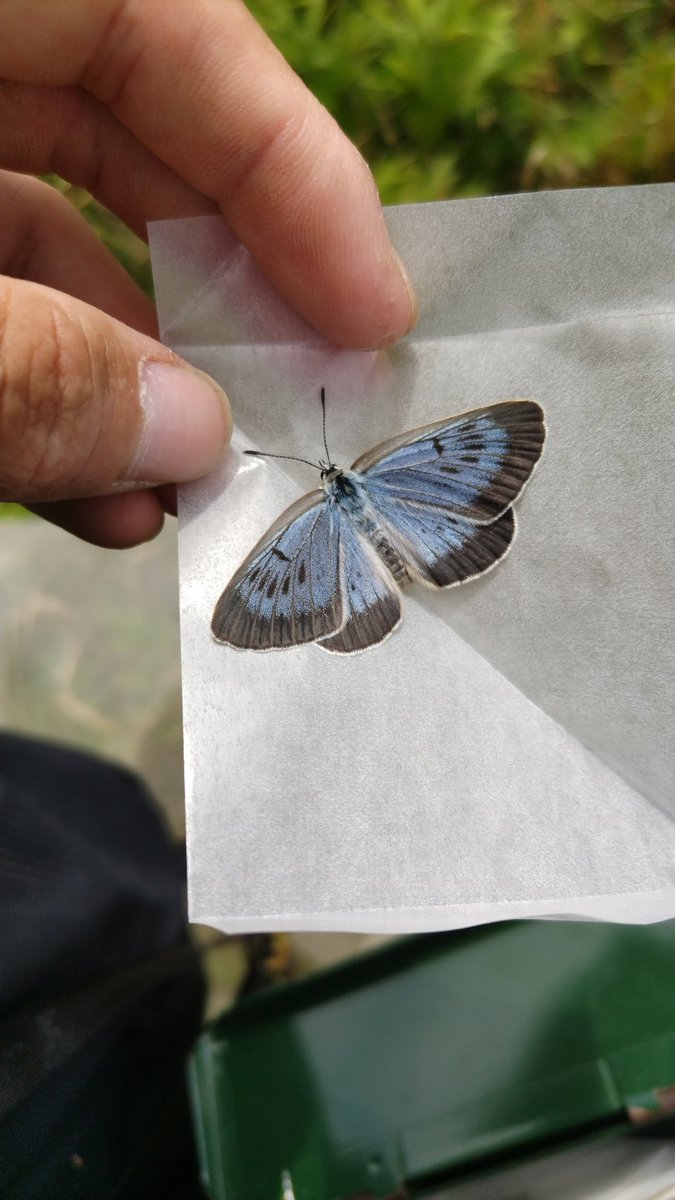 みがし tweet media