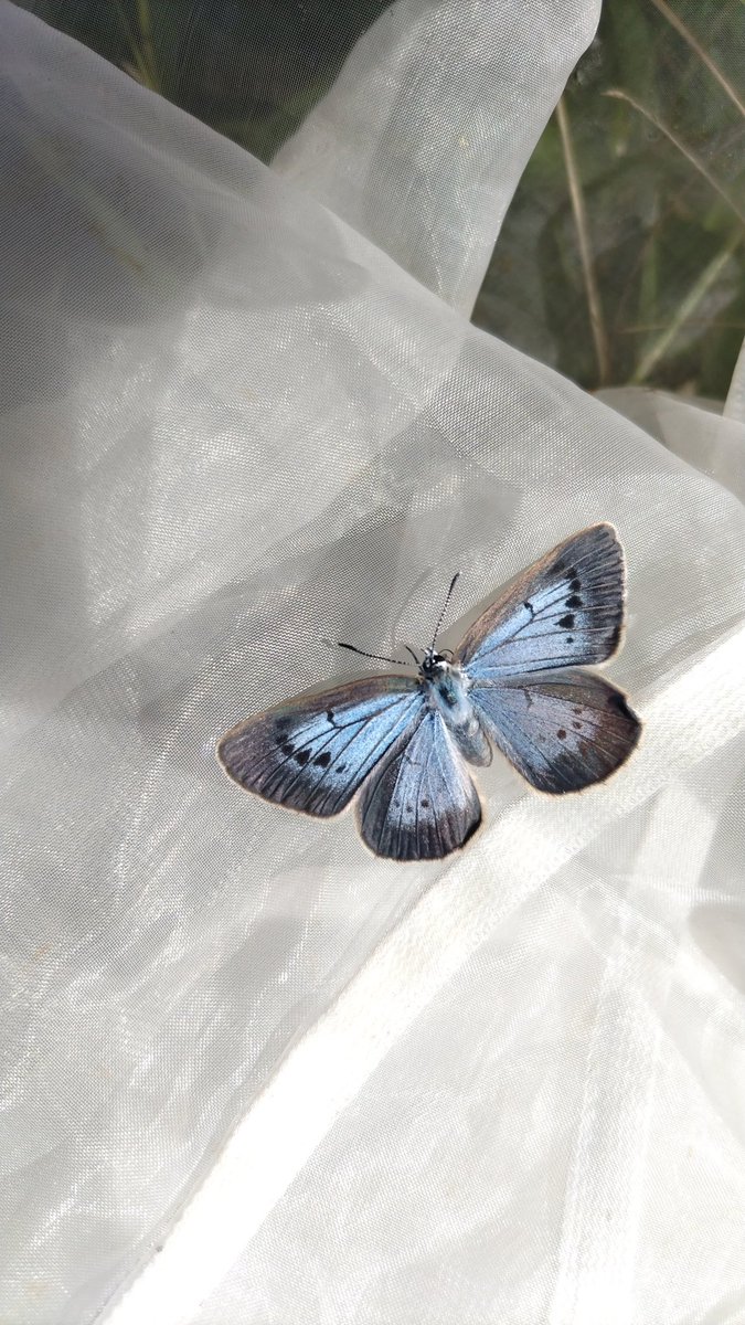 みがし tweet media