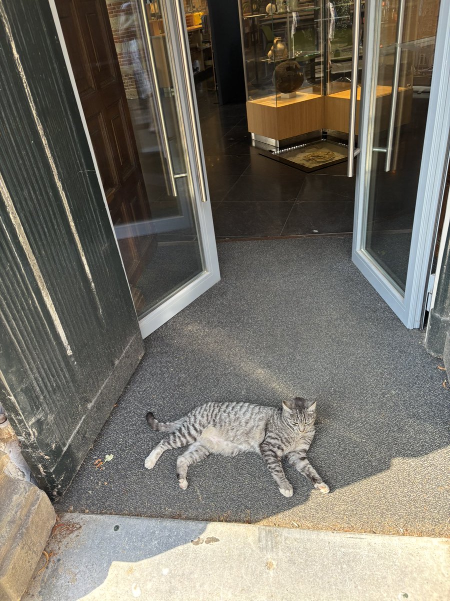 Ons pluizige buurmannetje ligt lekker te relaxen op onze deurmat in de Bakenesserkerk 😎