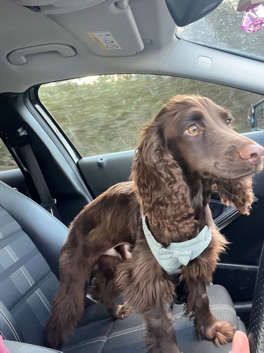 Saint is looking for a new home - great with kids and other dogs. He’s 1 year old and has been well socialised. All his details are on our website here help2rehome.com Can you please share to help him on his way? 🏠