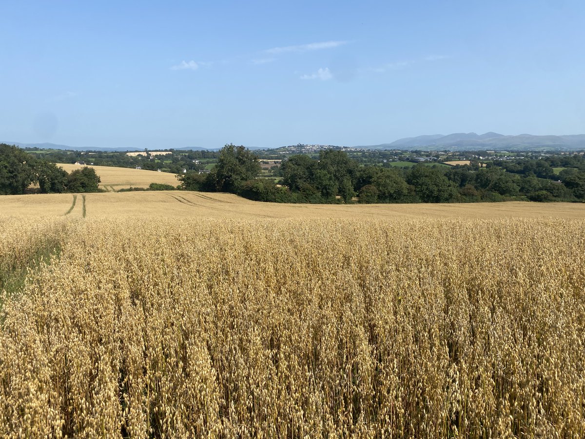 Golden Spring Planted oats nearing Harvest, outside Rathfriland, County Down in Northern Ireland <a href="/WhitesOats/">White's Oats</a>