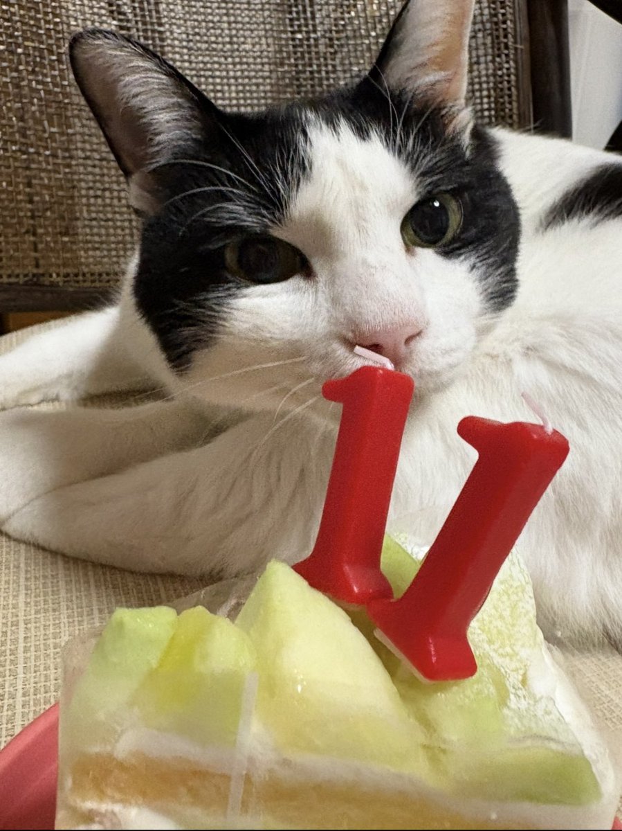 玄関先に行き倒れてたこの子がウチに来てくれて11年　
いつもしあわせな気持ちにしてくれてありがとう😊