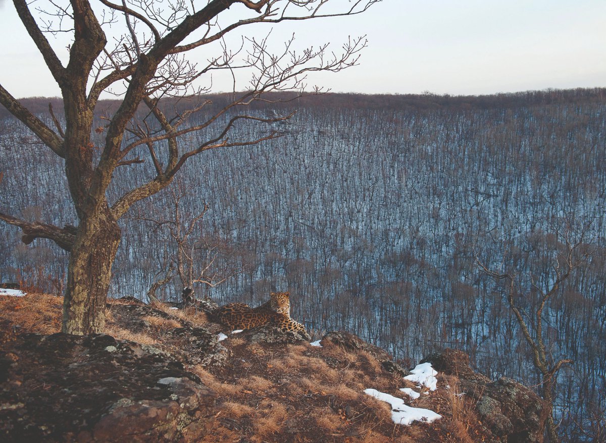 International Big Cat Alliance (IBCA) tweet media