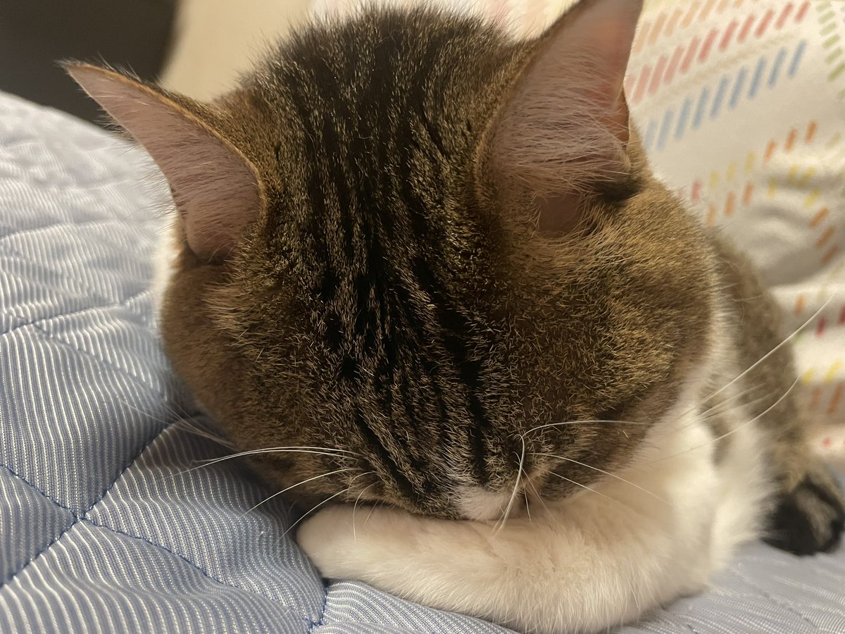 akya_ri's tweet photo. @MiniraDiary お納めください🐱 https://t.co/6obyGtaEEu