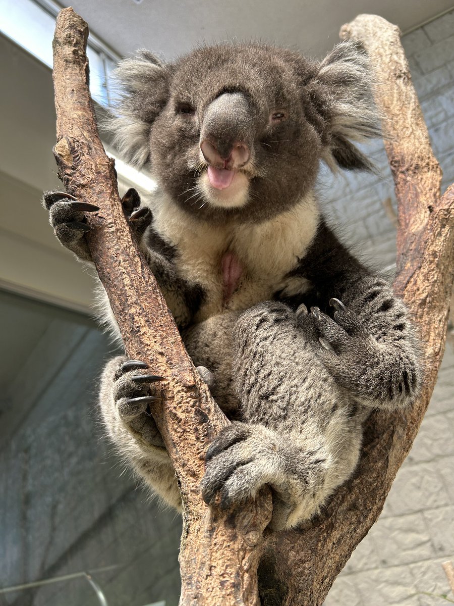 コアラ 淡路ファームパーク イングランドの丘【公式】 on X