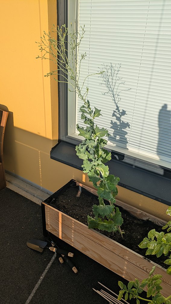 So the package shows what the lettuce is supposed to look like and then there's what I got. Am I doing it wrong?