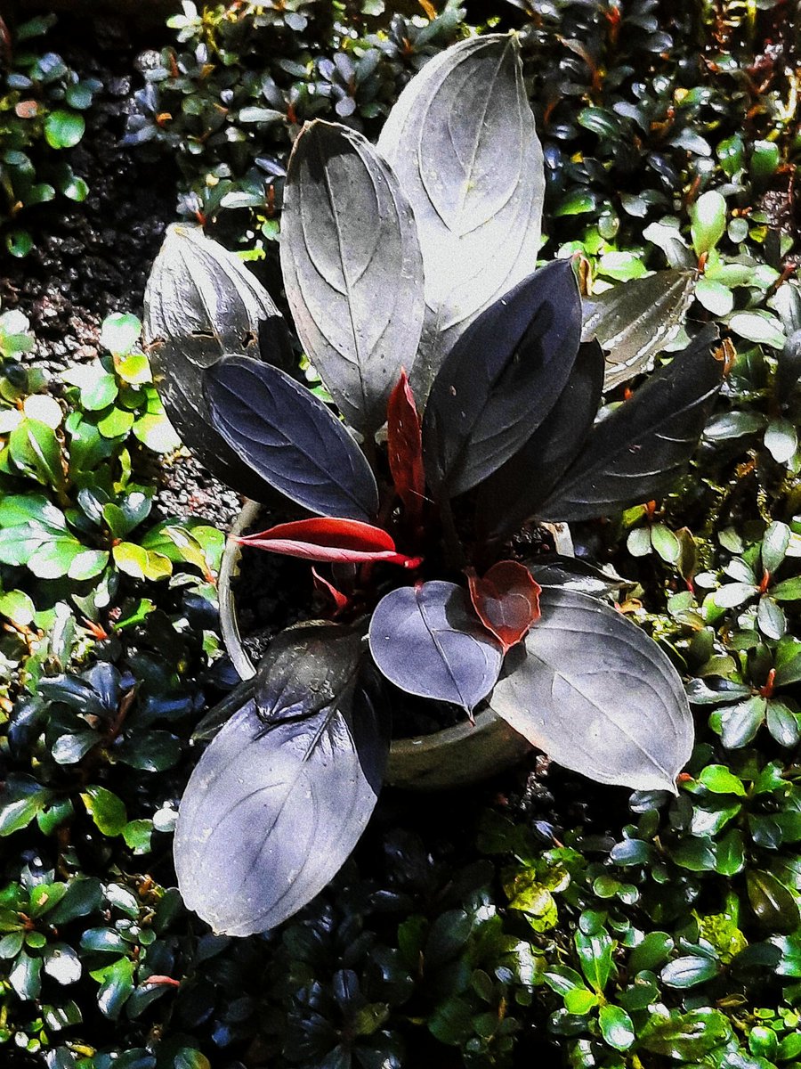 nativeplant13's tweet image. Skeleton King
Dark Achiles
Khisii
#bucephalandra #buce #bucephalandraplant #buceplant #bucephalandrasp #bucephalandras #bucep #bucephalandralovers #paludarium #terarium #aquaticplants #teamborneo #nativeplantborneo #ブセファランドラ #ナチュラプランツ