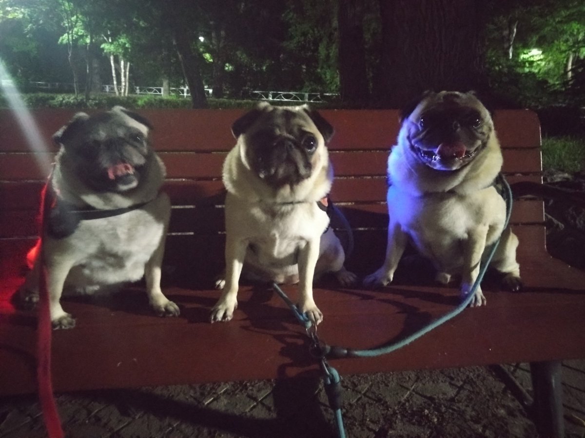 gonkichipug's tweet photo. 親子で夜散歩🤡 https://t.co/9BAzuat9q9