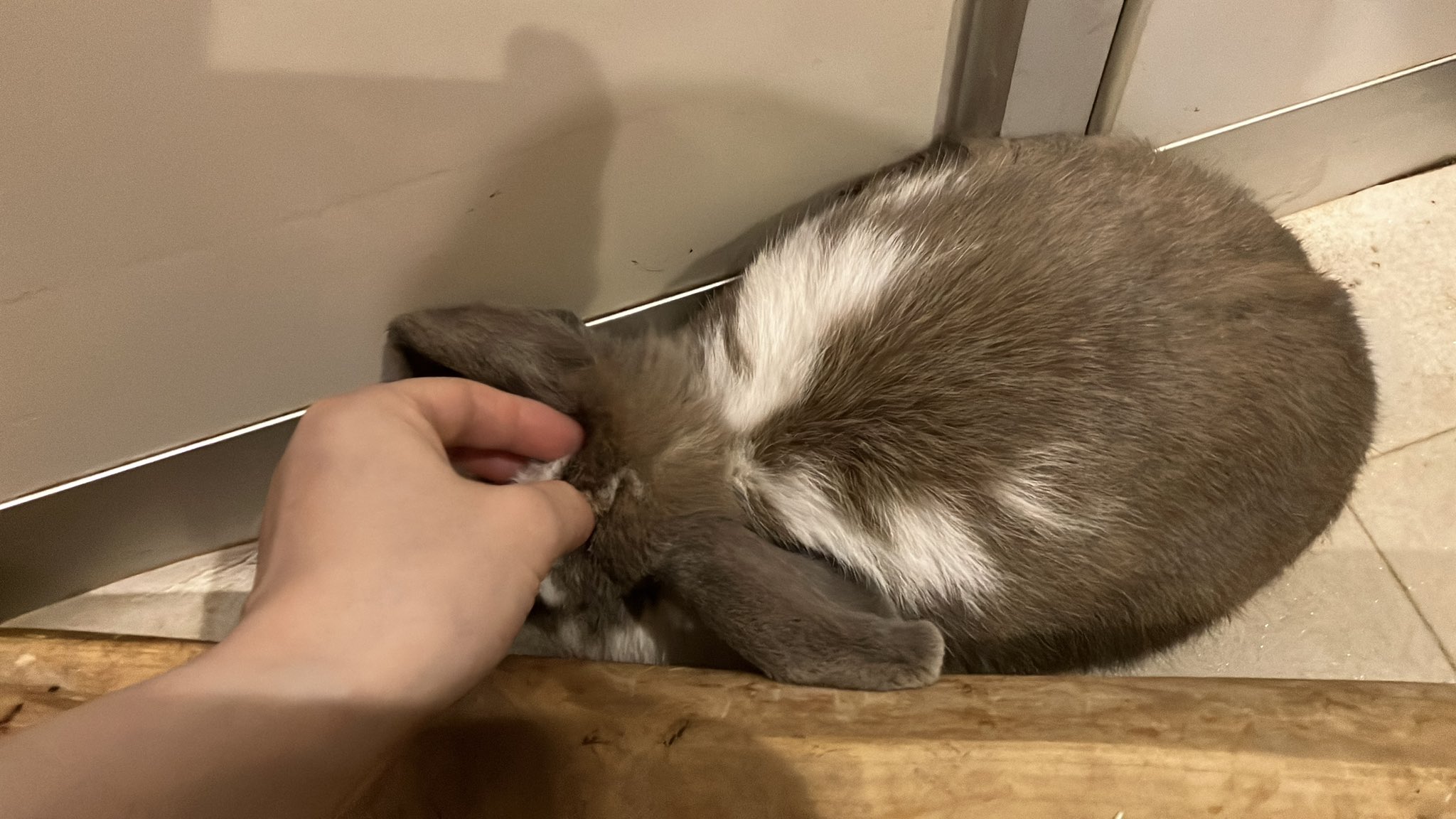 🥕🐇しおわた🐇🥕 on X: 