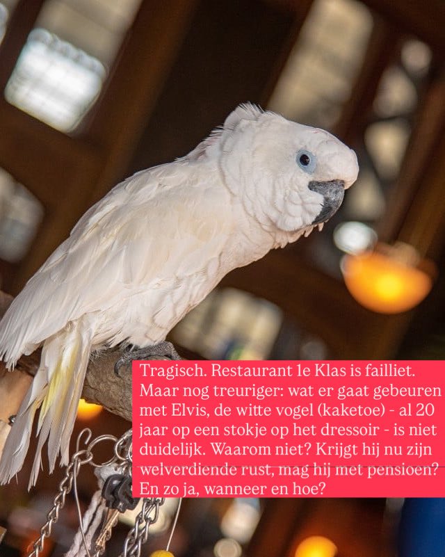 Tragisch. Restaurant 1e Klas aan perron 2b op station Amsterdam CS is failliet. Maar nog treuriger: wat er gaat gebeuren met Elvis, 🦜 de witte vogel (kaketoe) - al 20 jaar op een stokje op het dressoir - is niet duidelijk..Waarom niet? Krijgt hij nu zijn welverdiende rust, mag