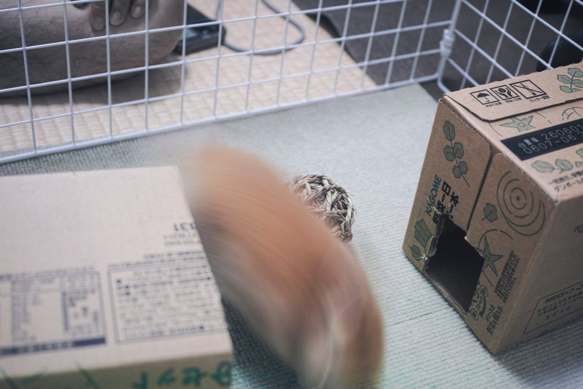 maochi_snap's tweet photo. 今日の部屋んぽ
#ネザーランドドワーフ
#DP2M #Foveon #streetphotography https://t.co/tWY87aSCuY