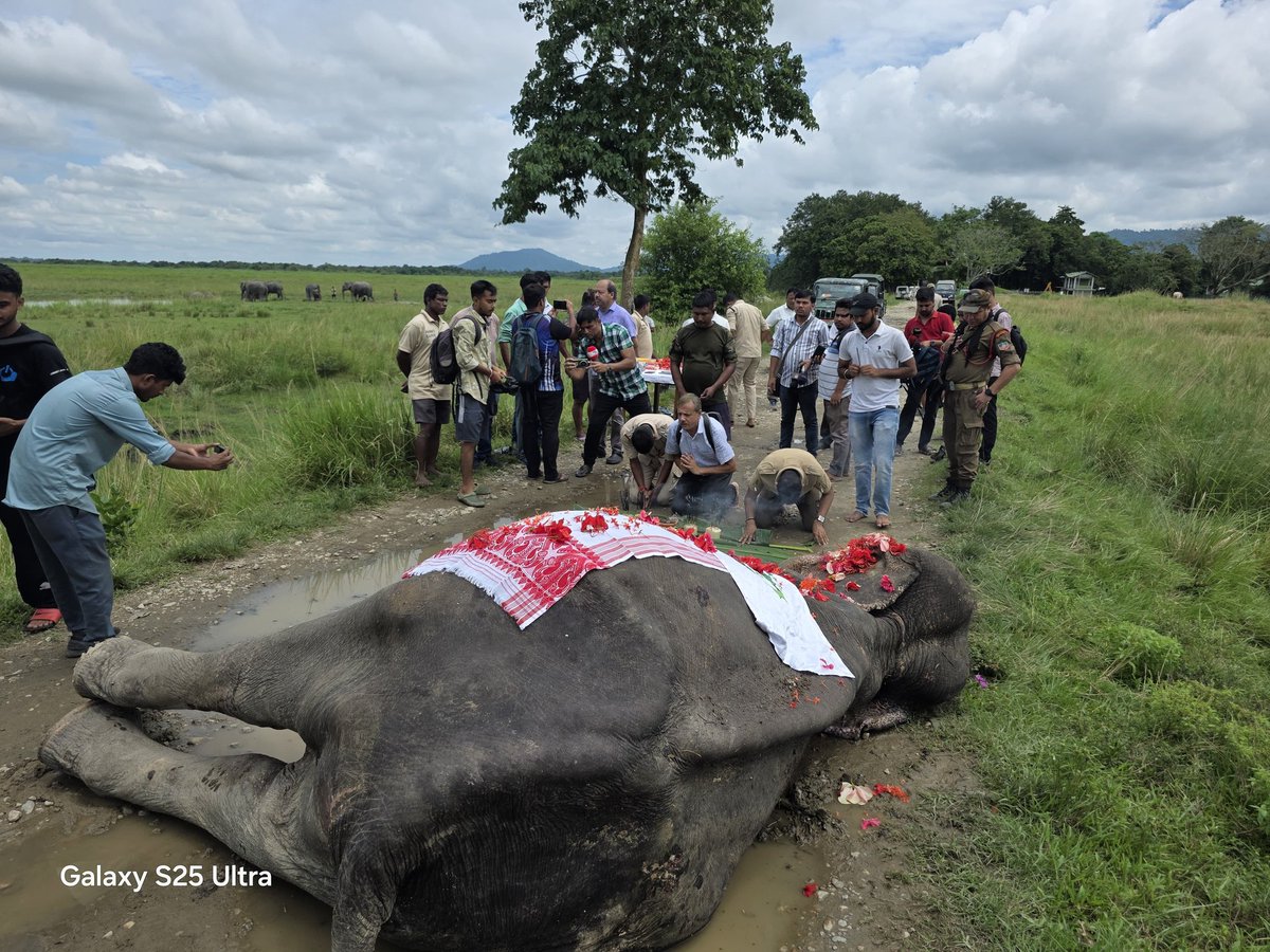 kaziranga_'s tweet photo. 🐘💔Kaziranga bids farewell to its beloved departmental elephant Mohanmala, who passed away peacefully with old age. Part of Kaziranga family since 1970, she was a fearless flood-time saviour, anti-poaching ally &amp; symbol of loyalty.🌿🕊️

https://t.co/Ci3CnKwJoM https://t.co/oHn5ufwGnJ