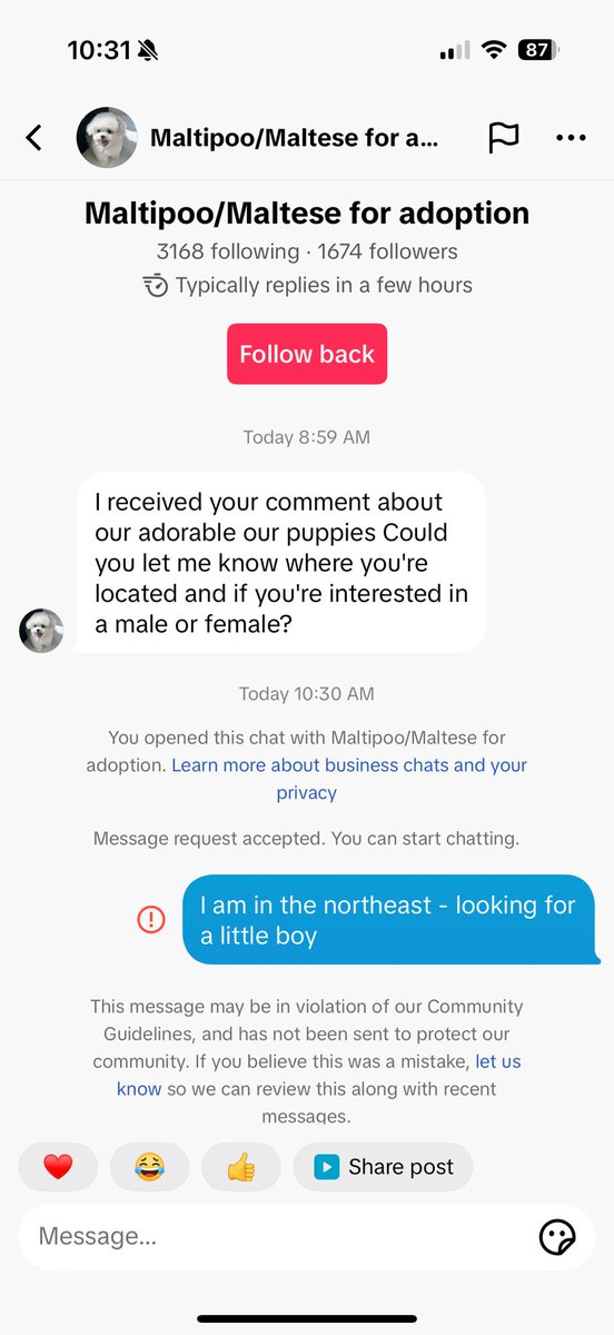 PamelaLambert's tweet photo. After I expressed interest in a puppy, a breeder reached out to ask, “male or female?” I responded, “a little boy,” and got a violation. I then dm’d my bff (155 day streak) and got an account restriction. Hey @tiktok_us, @TikTokSupport - overzealous much? https://t.co/NaEbDuZJM9